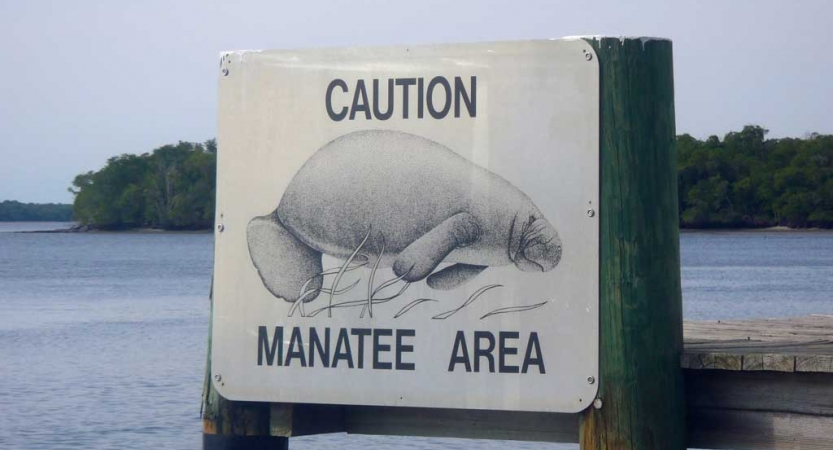 a sign says "caution manatee area" with a picture of a manatee. there are water and tress in the background. 